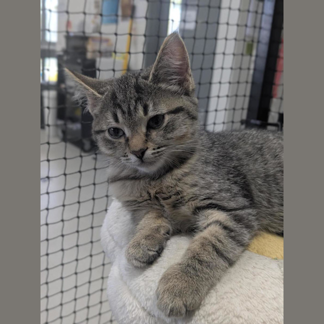 Photo of 🥜 Norton 6893 🥜