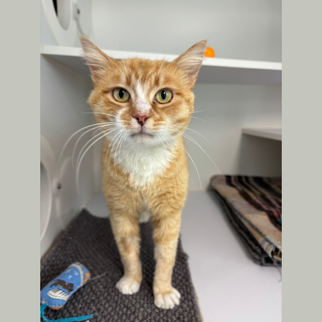 Photo of Mike Wazowski