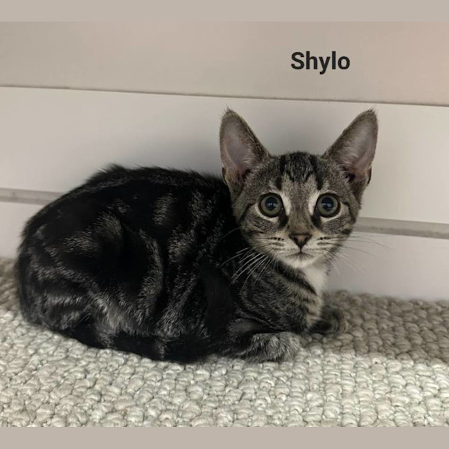 Photo of Shylo