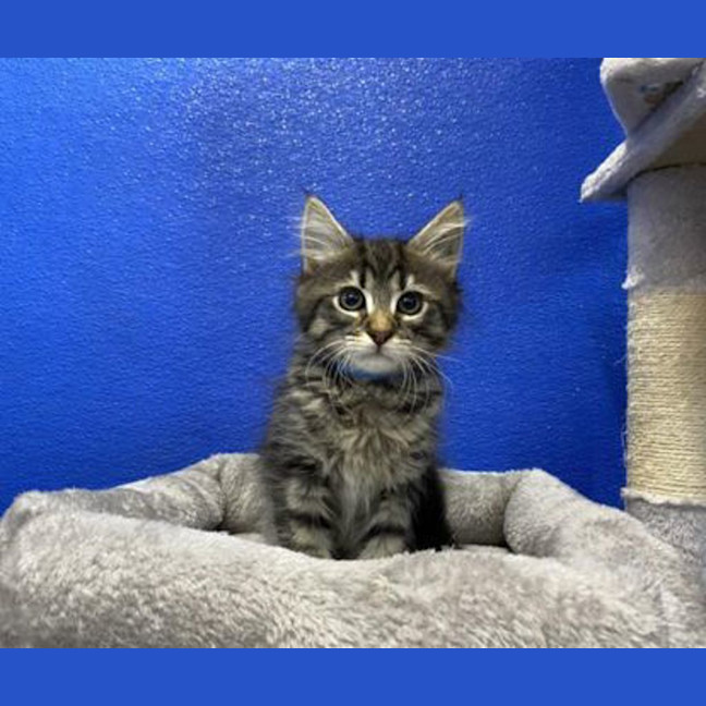Photo of Basil