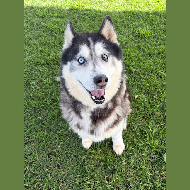 Photo of Shadow