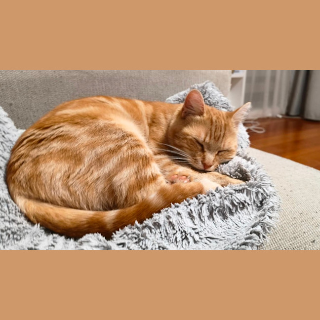 Photo of Mrs Garfield