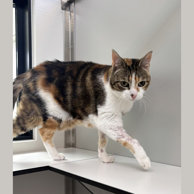 Photo of Millie (Bonded To Milo)