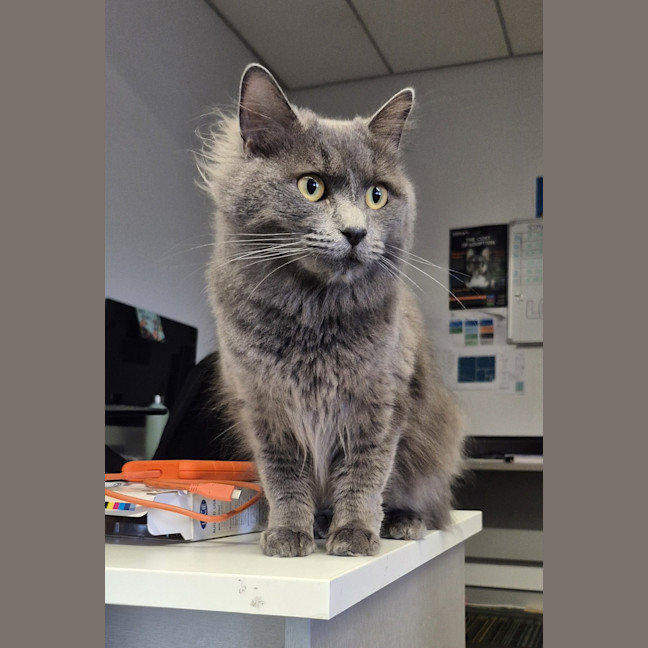 Photo of Sadie