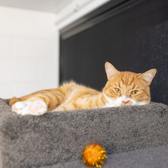 Photo of Cheeto