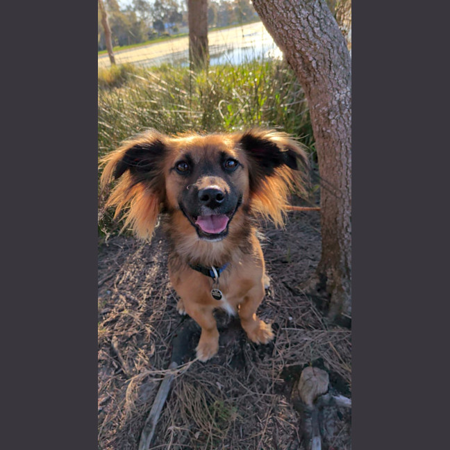Photo of Jaffle