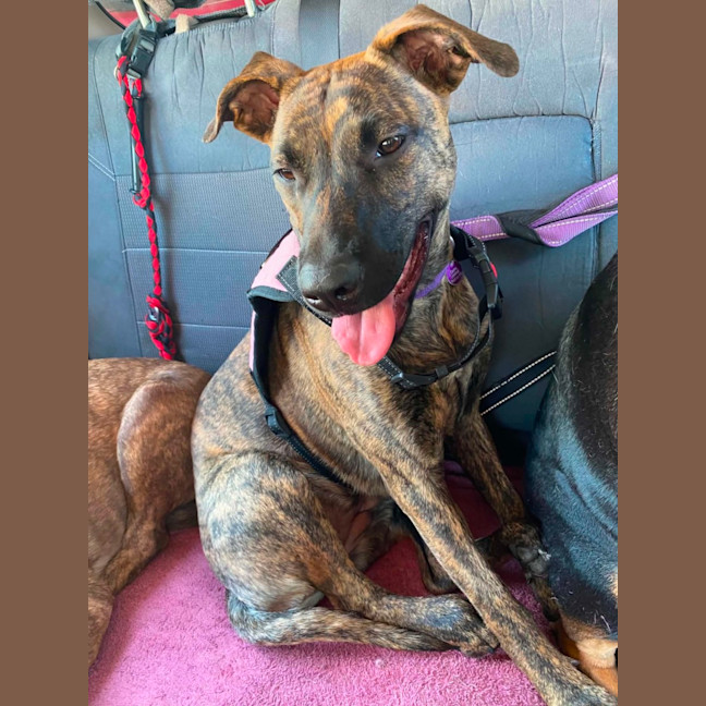 Photo of Penny