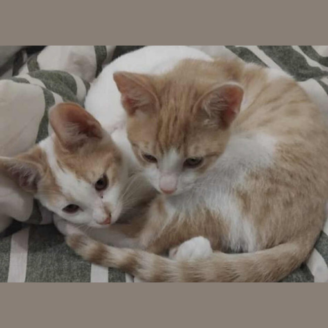 Photo of Toffee Was Ninja