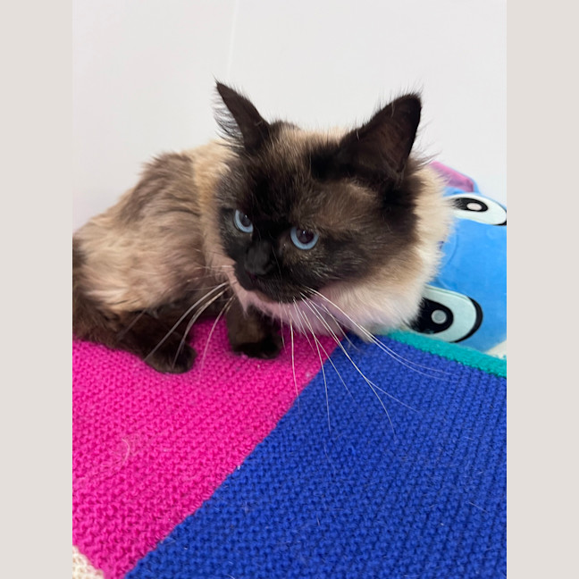 Photo of Shelby