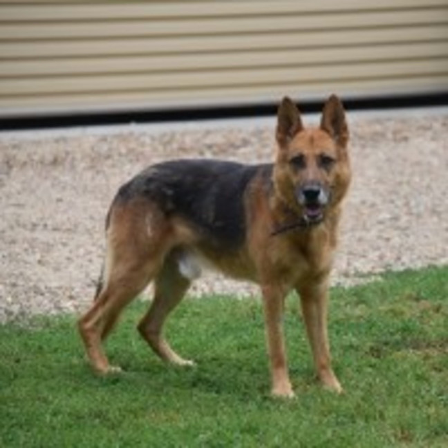 Photo of Scotty