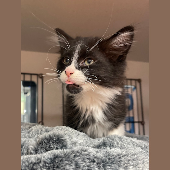 Photo of Biscuit
