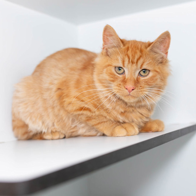 Photo of Tigger