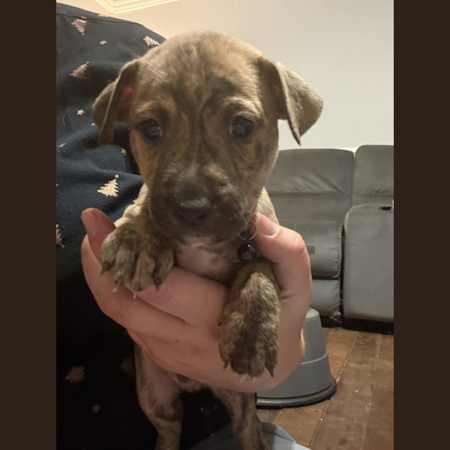 Photo of Collar Black