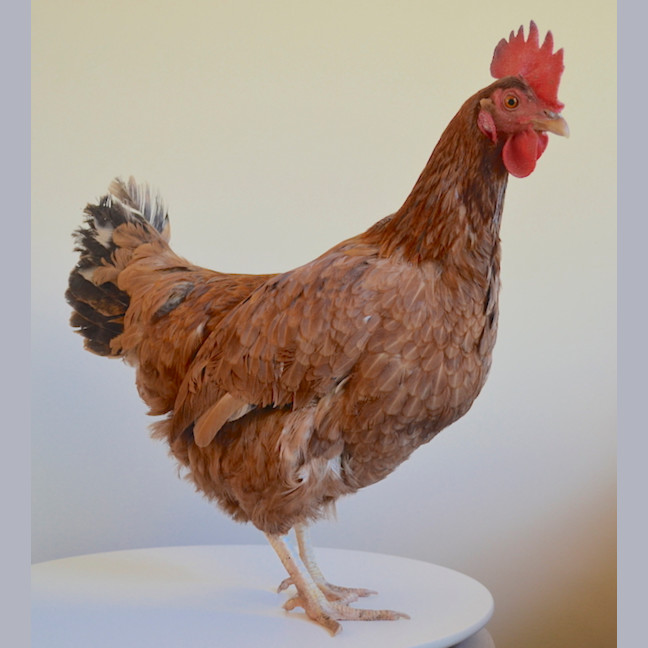 Photo of Kelly Cluckson