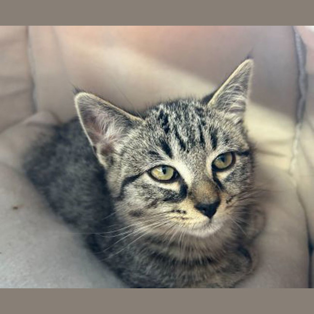 Photo of Otis