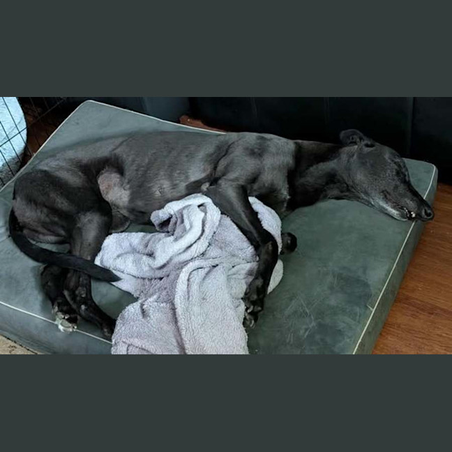 Photo of Lucy Lou, The Greyhound