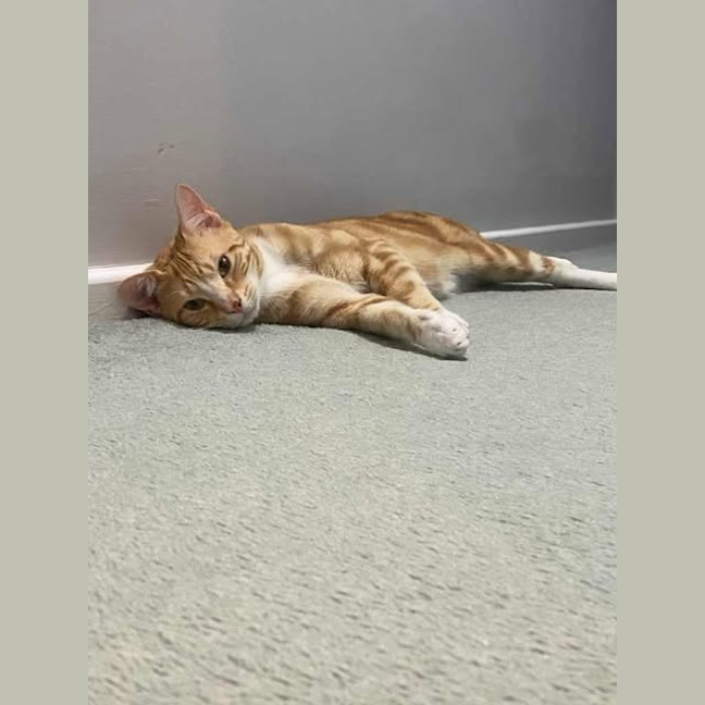 Photo of Buzz