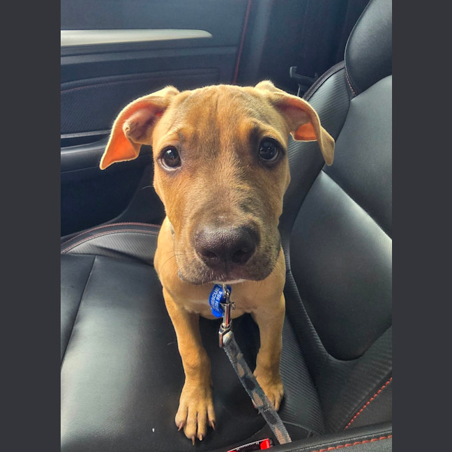Photo of Loui   10 Week Old Staffy X