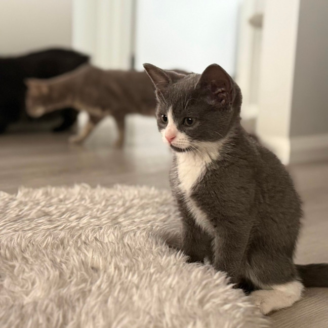 Photo of Ziggy 💙🧶