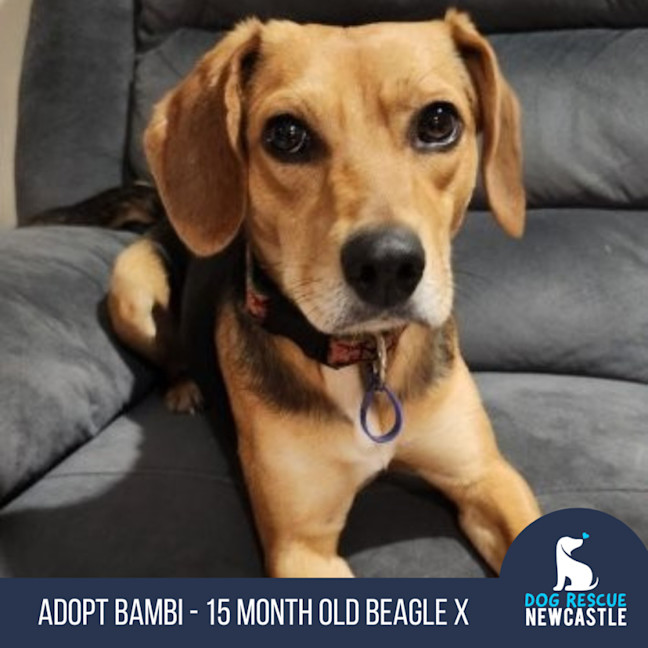 Photo of Bambi   15 Month Old Beagle X