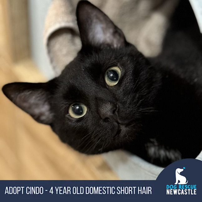 Photo of Cindo   4 Year Old Domestic Short Hair