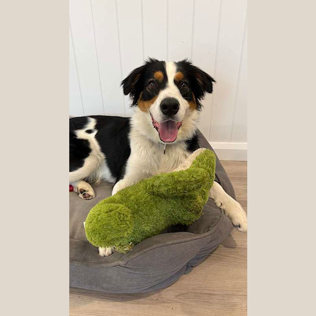 Photo of Henry