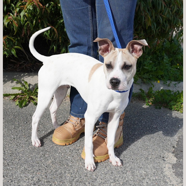 Photo of Tyke