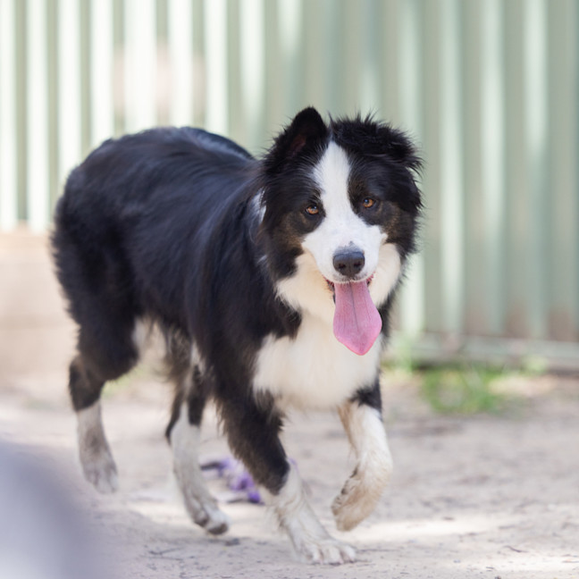 Photo of Kora