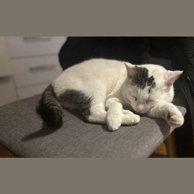 Photo of Squish