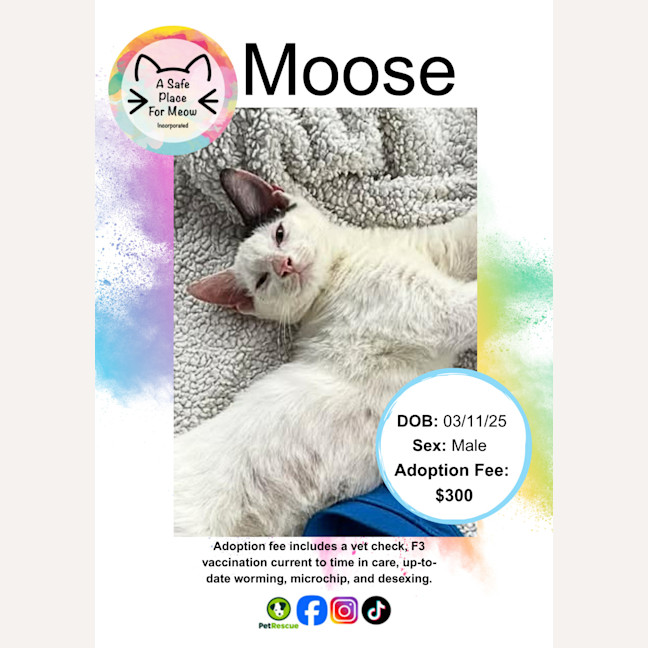 Photo of Moose