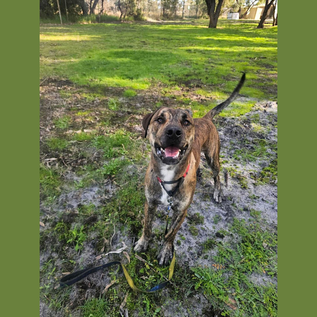 Photo of Ziggy