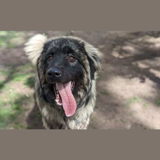 Photo of Hank