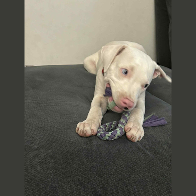 Photo of Casper   11 Month Old Staffy X