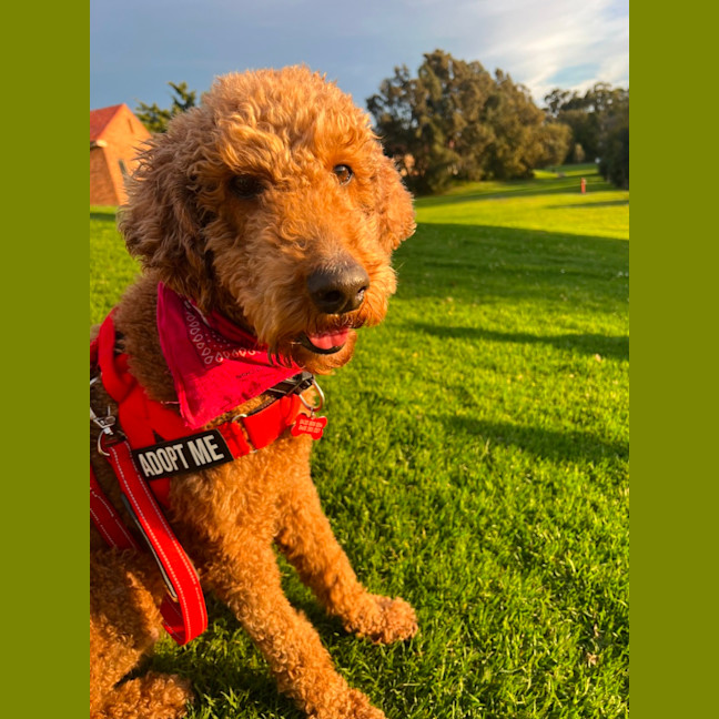 Photo of Ruby