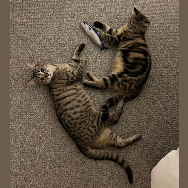 Photo of Franklin & Linden 