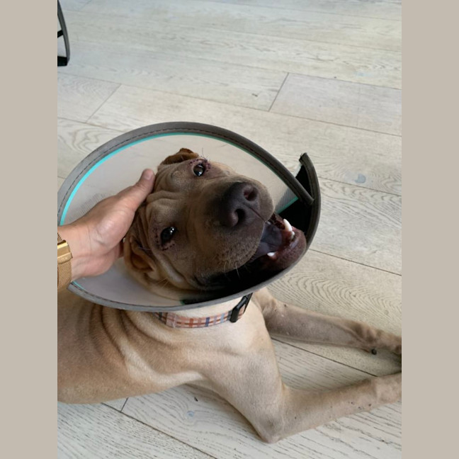 Photo of Choc Honeycomb 🍯 