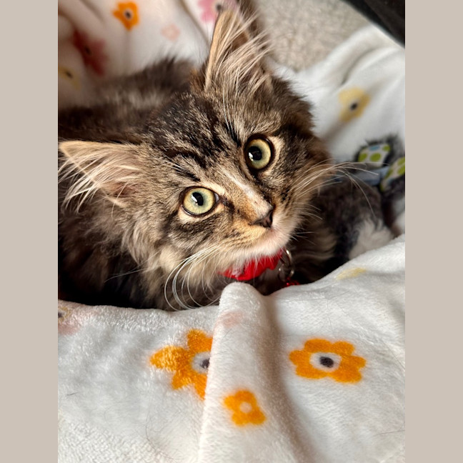 Photo of Koda Sim