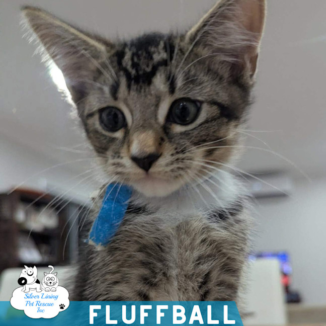 Photo of Fluffball