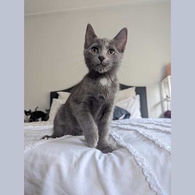 Photo of Nova