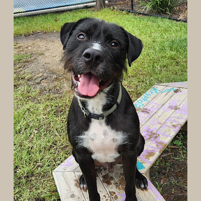 Photo of Blaze