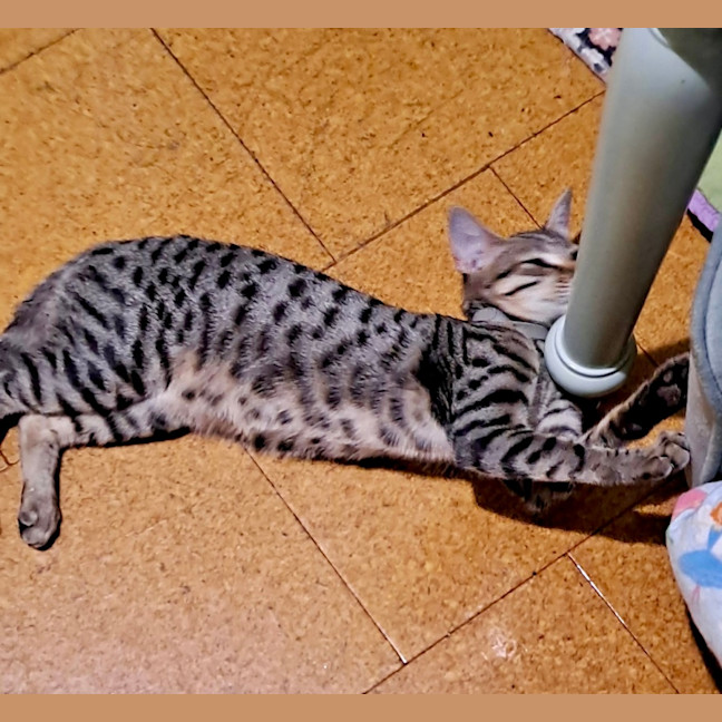 Photo of Sanura