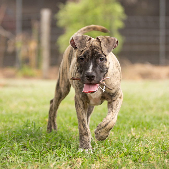 Photo of Tugzy (Previously Hendrix)