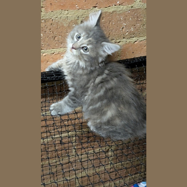 Photo of Lilly Pilly