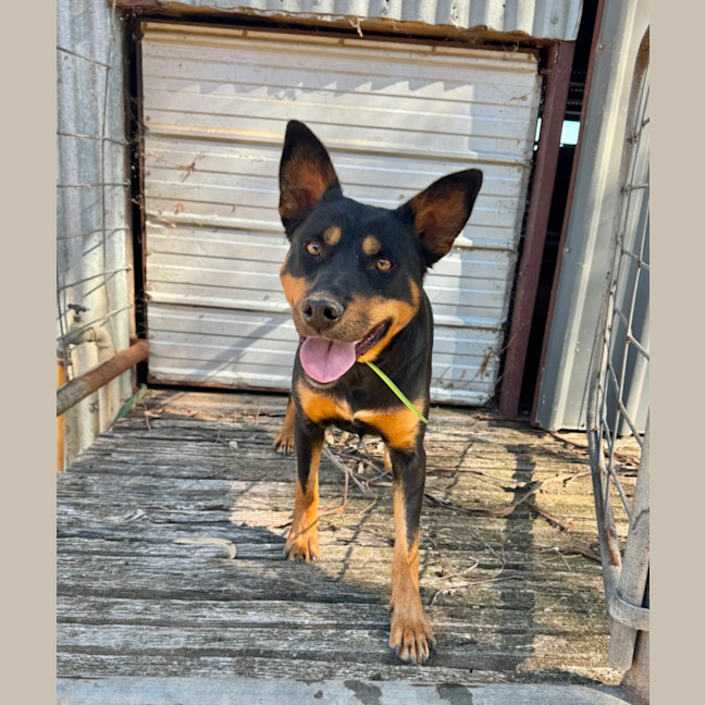 Photo of Ruby