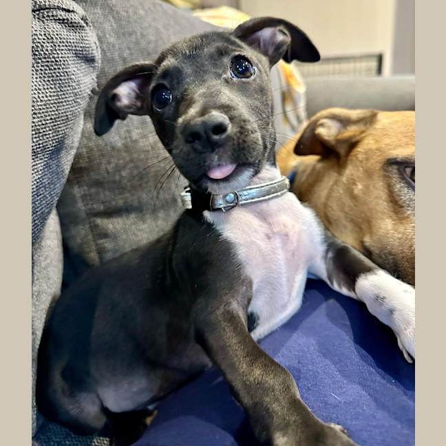 Photo of Zulu