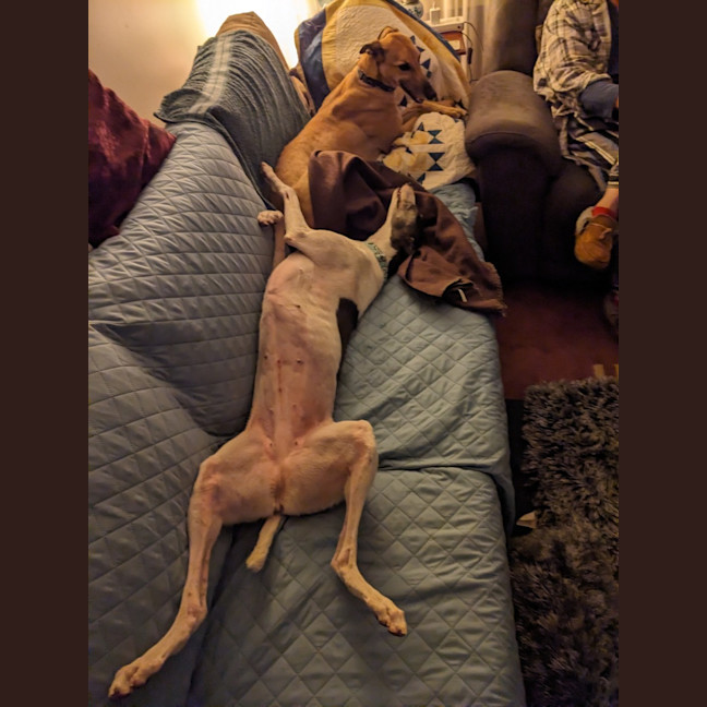 Photo of Flowers, The Greyhound