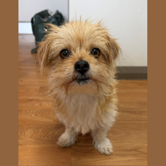 Photo of Bindi