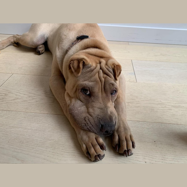 Photo of Choc Honeycomb 🍯 