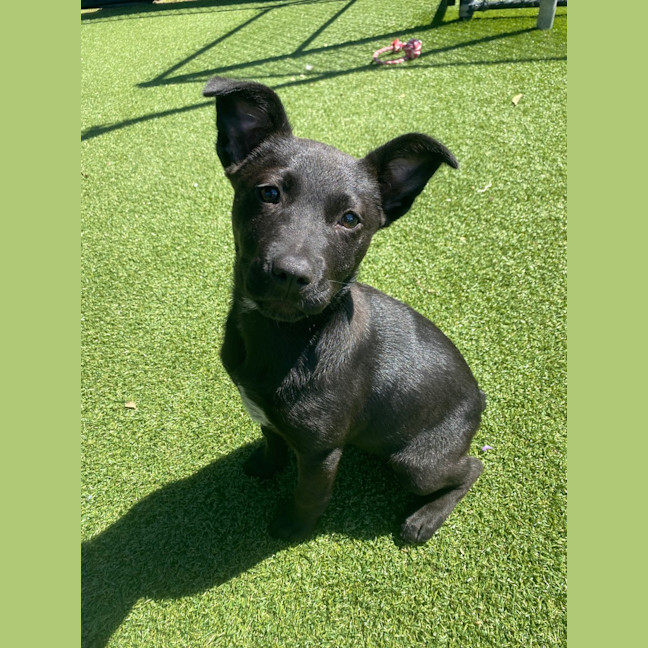 Photo of Tilly