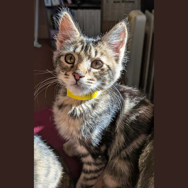Photo of Gwen Meet Me@Petstock Chelsea Store